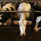 Illustration for article titled Animal Agriculture Could Cause the Next Public Health Crisis